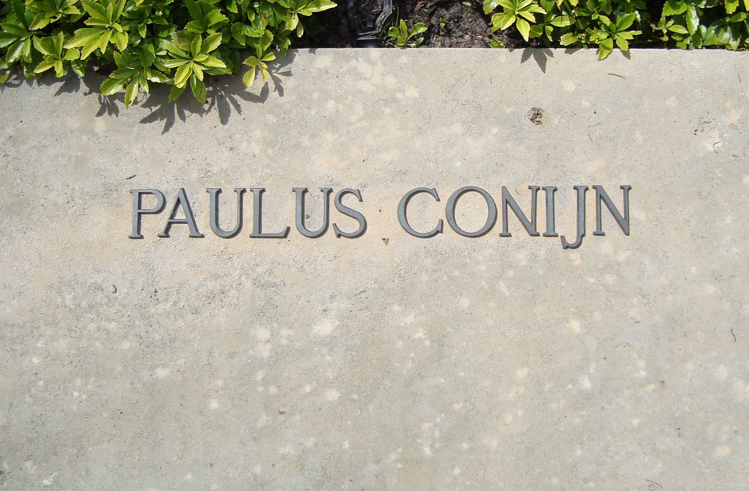 conijn.p..jpg