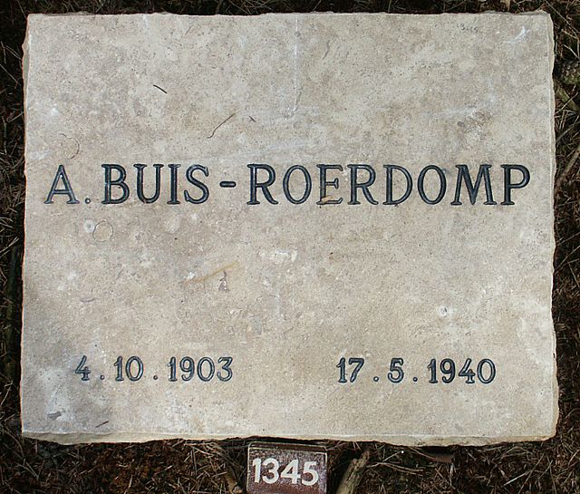 buis-roerdomp.a.2006.jpg