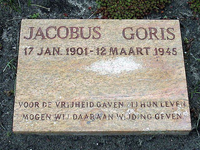 Goris jacobus.jpg